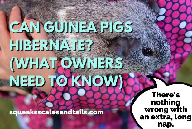 do guinea pigs hibernate - can guinea pigs hibernate
