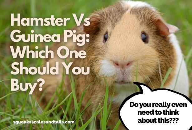 difference between hamsters and guinea pigs - should I buy the hamster or a guinea pig