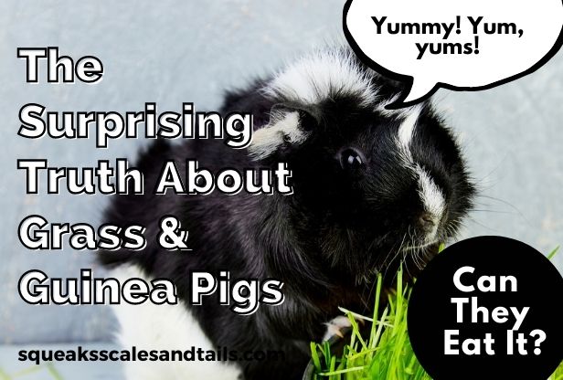 The Surprising Truth About Grass & Guinea Pigs (Can They Eat It?)