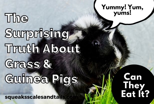 can guinea pigs eat grass