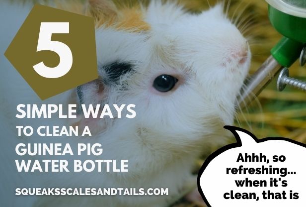 5 Simple Ways To Clean A Guinea Pig Water Bottle