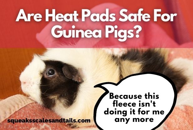 Are Heat Pads Safe For Guinea Pigs? (Explained Here)