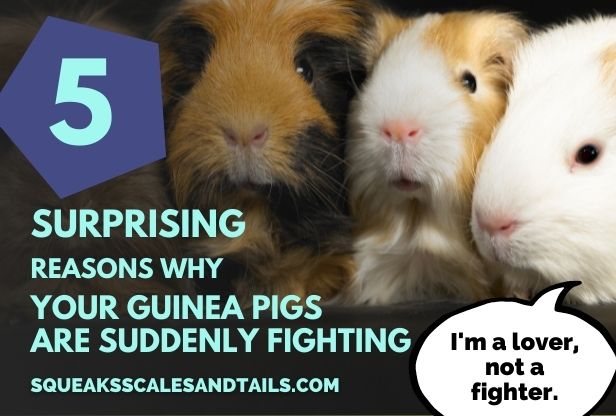 5 Surprising Reasons Why Your Guinea Pigs Are Suddenly Fighting