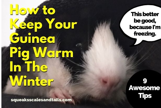 how to keep guinea pigs warm in winter