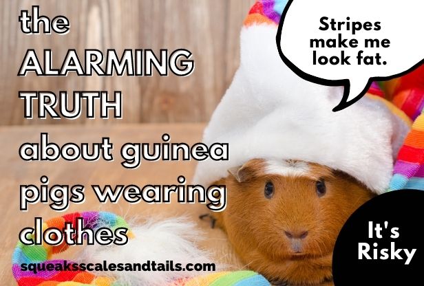 can guinea pigs wear clothes