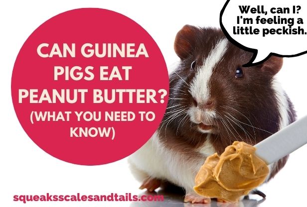 can guinea pigs eat peanut butter