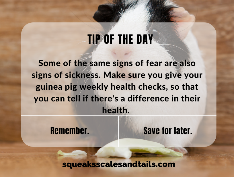 why is your guinea pig scared suddenly