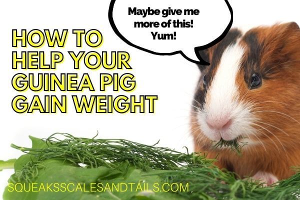 How To Help Your Guinea Pig Gain Weight Safely