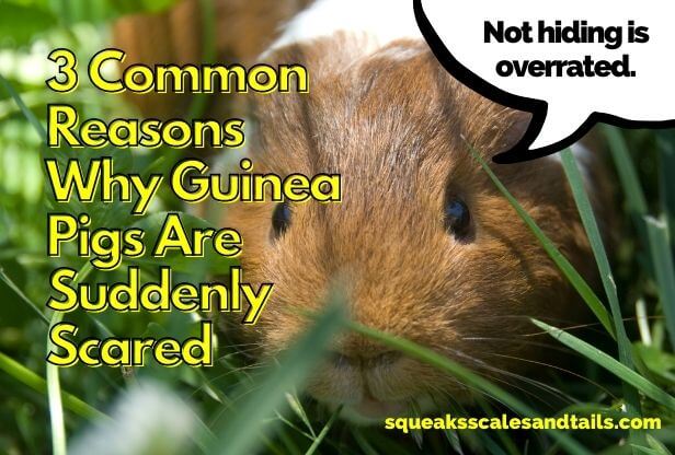 why area guinea pigs so scared suddenly