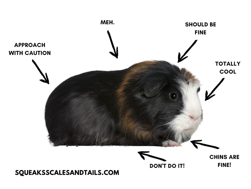 are guinea pigs ticklish - guinea pig tickle spots diagram