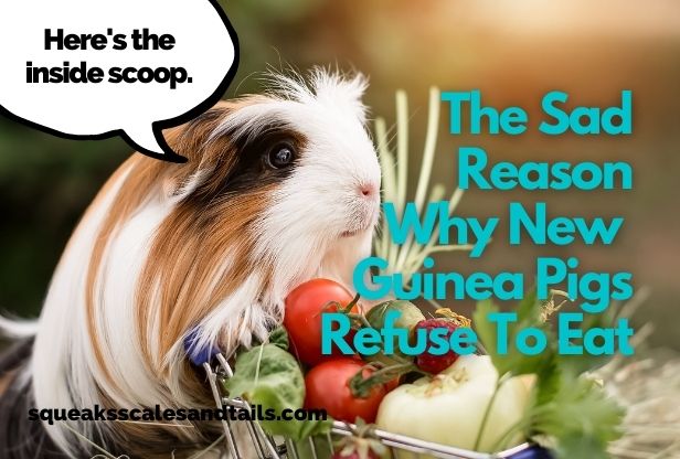 why new guinea pigs won't eat