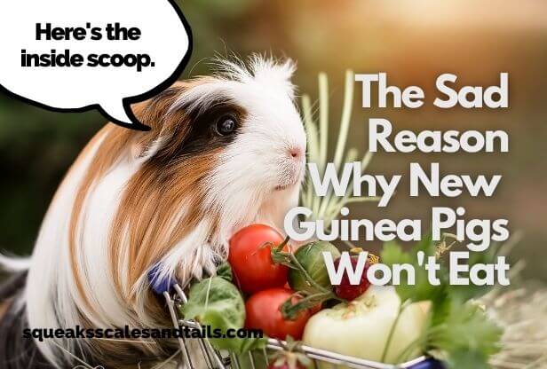 The Unfortunate Truth About Why New Guinea Pigs Won’t Eat