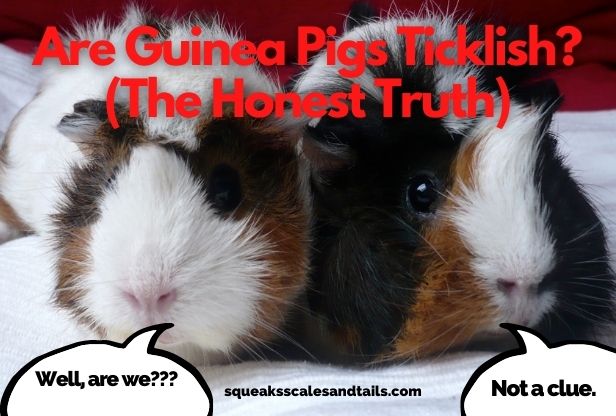 Are Guinea Pigs Ticklish? (The Honest Truth)