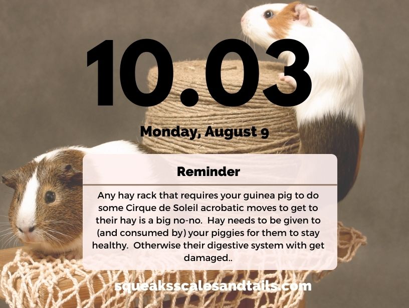 guinea pigs climbing for the hay rack article