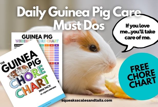 guinea pig with an orange and a chore chart