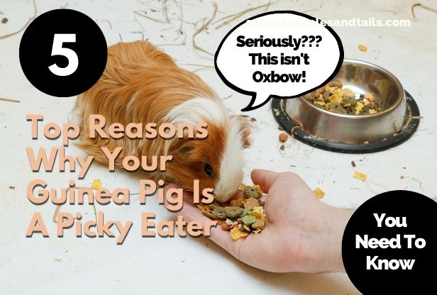 a picture of a picky guinea pig being fed pellets