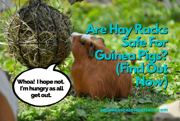 guinea pig at a hay rack; are hay racks safe for guinea pigs
