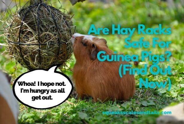Are Hay Racks Safe For Guinea Pigs? (Find Out Now)