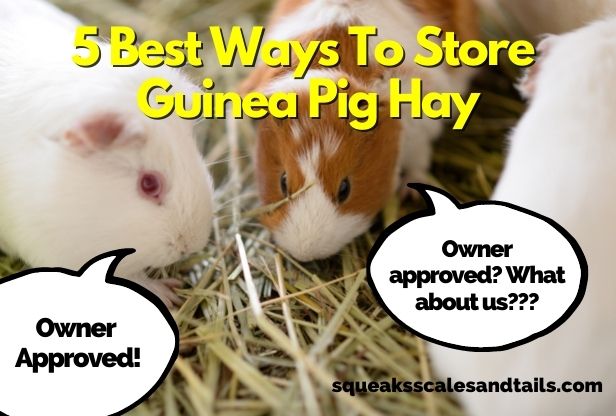 two guinea pigs eating guinea pig hay