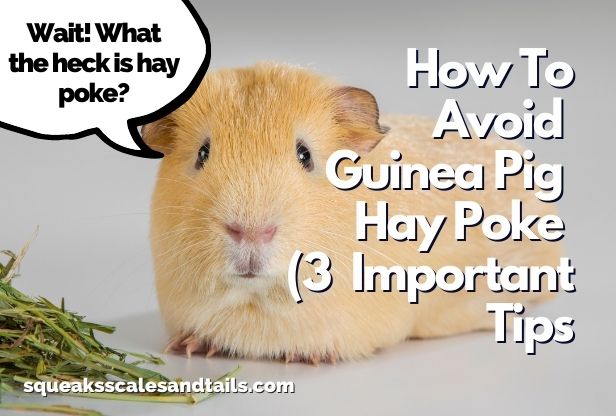 How To Avoid Hay Poke In Guinea Pigs (3 Important Tips)