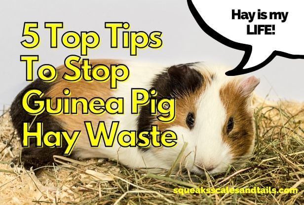 guinea pig laying in a pile of hay waste