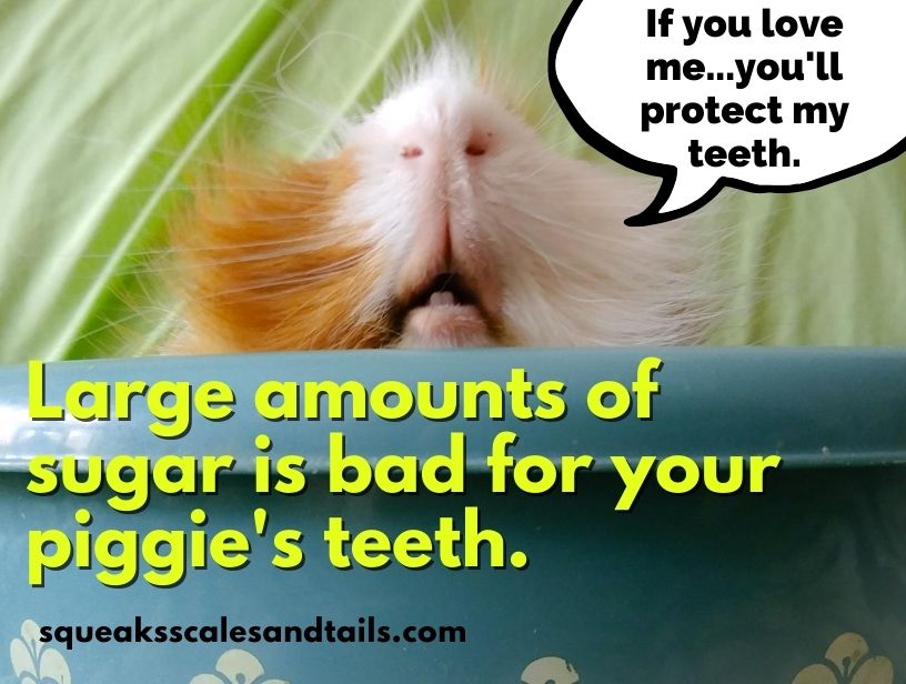 a picture of guinea pig teeth that explains that sugar (like the kind found in ice cream) is bad for guinea pig teeth