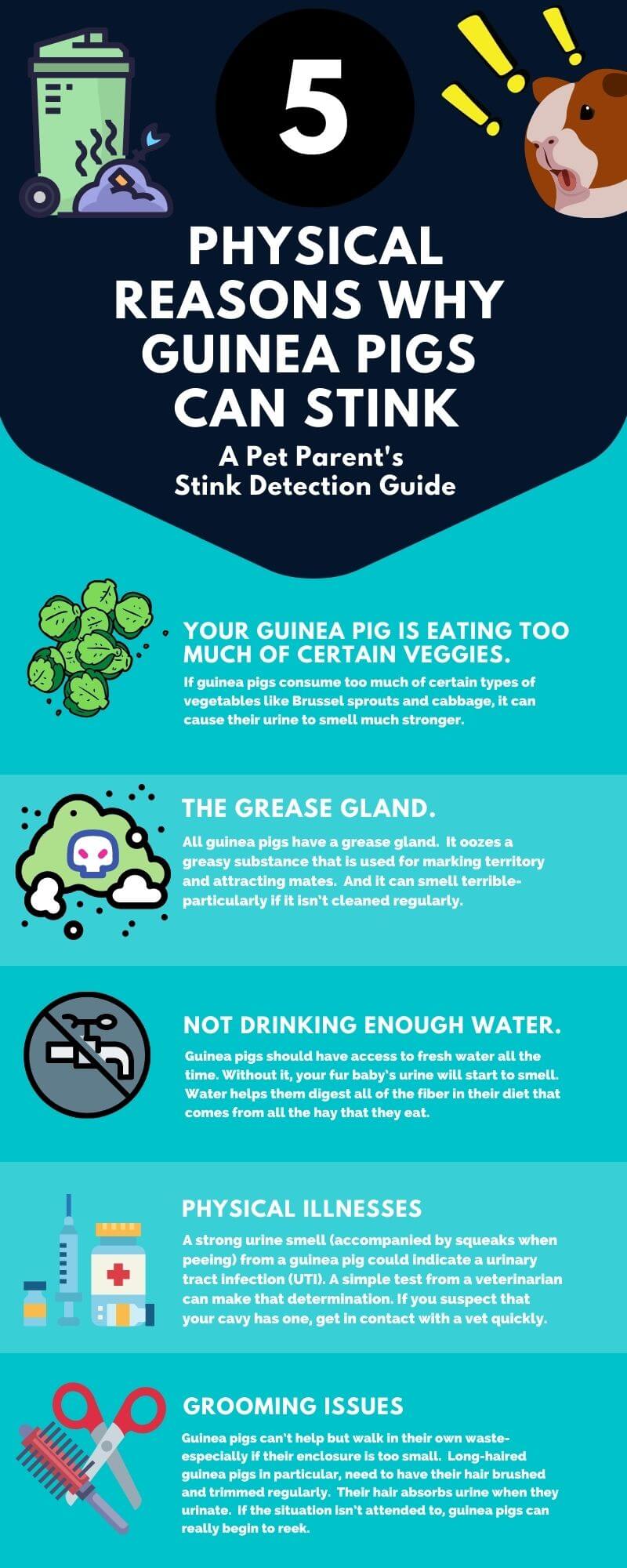 a list of reasons why guinea pigs stink