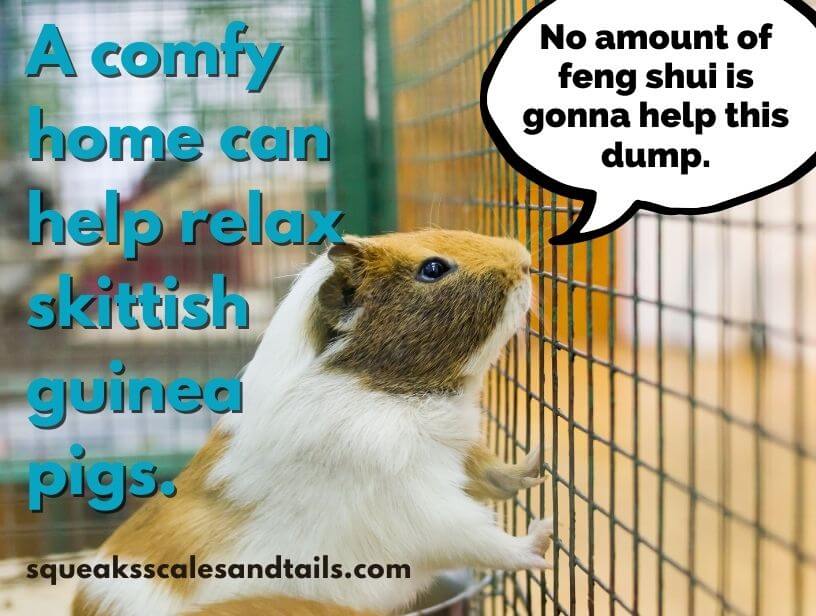 A skittish guinea pig complaining about the size of her cage