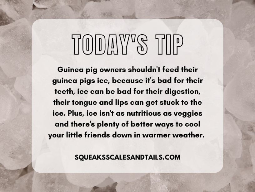 a tip about how guinea pigs shouldn't eat ice
