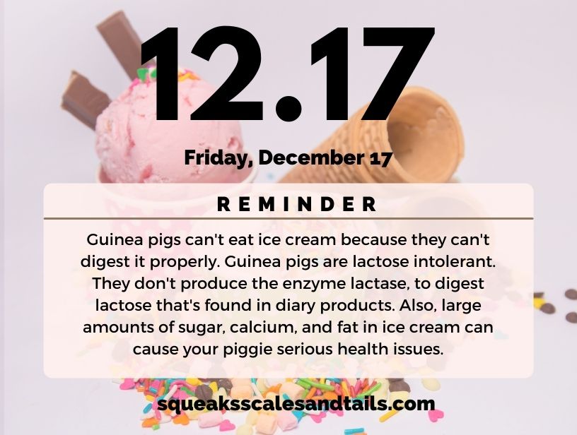 An image that explains that guinea pigs can't eat ice cream because it'll mess with their digestive system and make them sick.