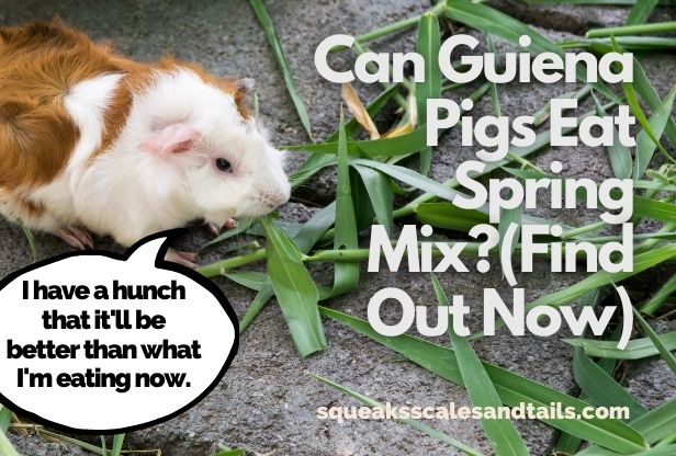Can Guinea Pigs Eat Spring Mix? (Find Out Now)