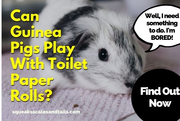 a black and white guinea pig wondering if he can play with toilet paper rolls - he says he's bored