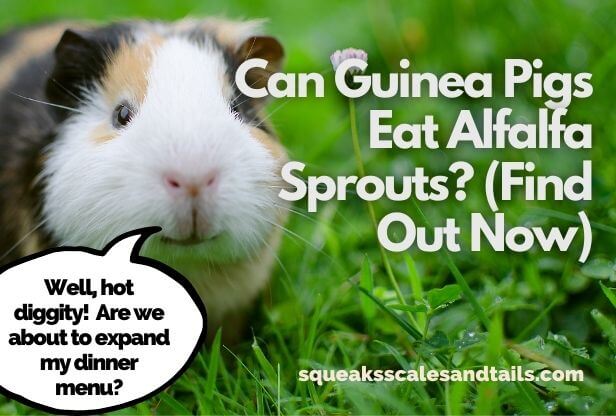 Can Guinea Pigs Eat Alfalfa Sprouts Find Out Now Squeaks