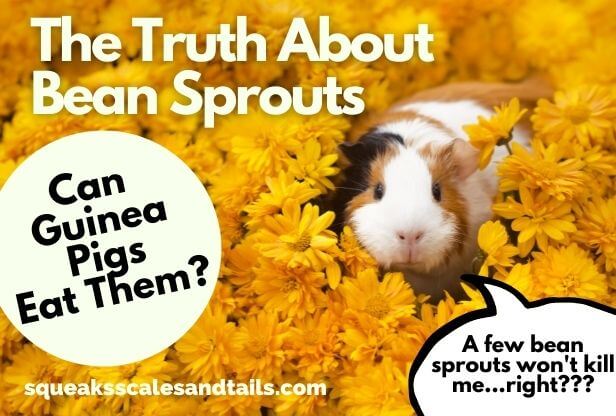 a guinea pig in yellow flowers wondering if eating bean sprouts will kill him