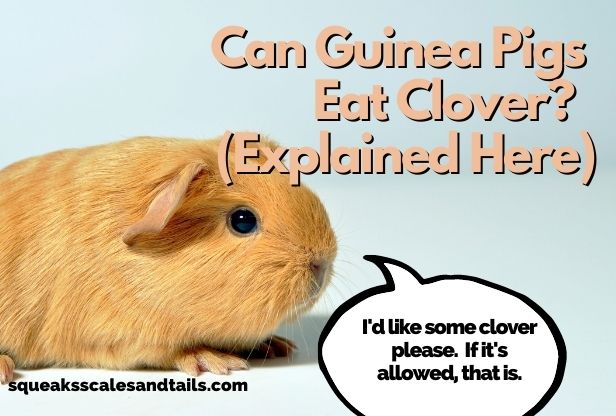 a picture of a beige guinea pig who says that he'd like some clover