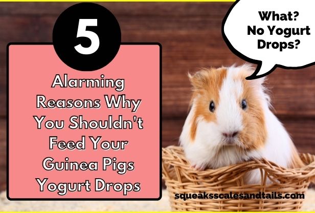 a picture of a guinea pig in a basket indignant because he's been told that he can't probably can't eat yogurt drops