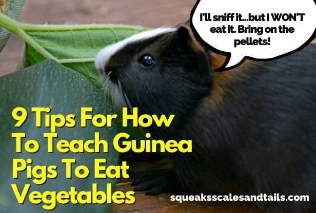 Featured Image - Guinea Pig Eating A Leaf For (9 Tips For How To Teach A Guinea Pig To Eat Vegetables)