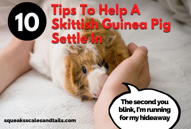 10 Tips To Help A Skittish Guinea Pig Settle In