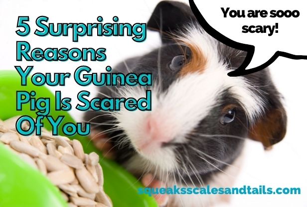 a picture of a guinea pig that's scared of you - or scared of his owner