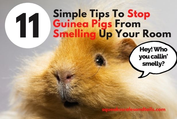11 Simple Tips To Stop Guinea Pigs From Smelling Up Your Room