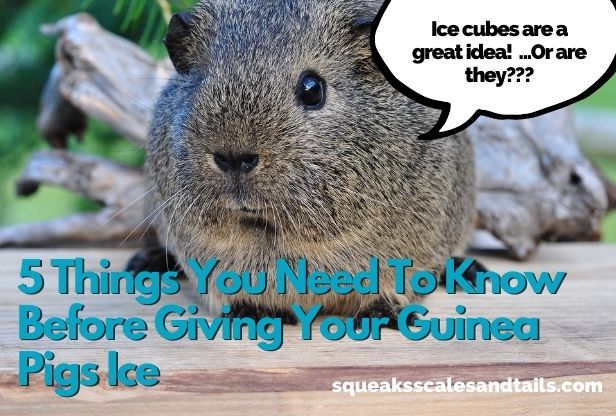 a picture of a guinea pig wondering if it's okay to eat ice