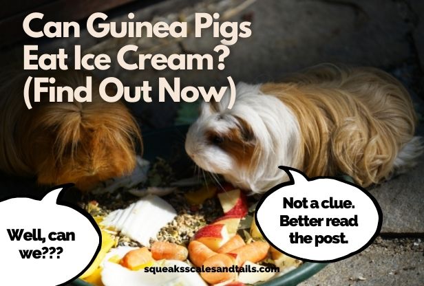 Can Guinea Pigs Eat Ice Cream? (Find Out Now)