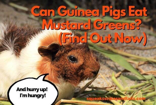 a picture of a guinea pig wondering if he can eat mustard greens