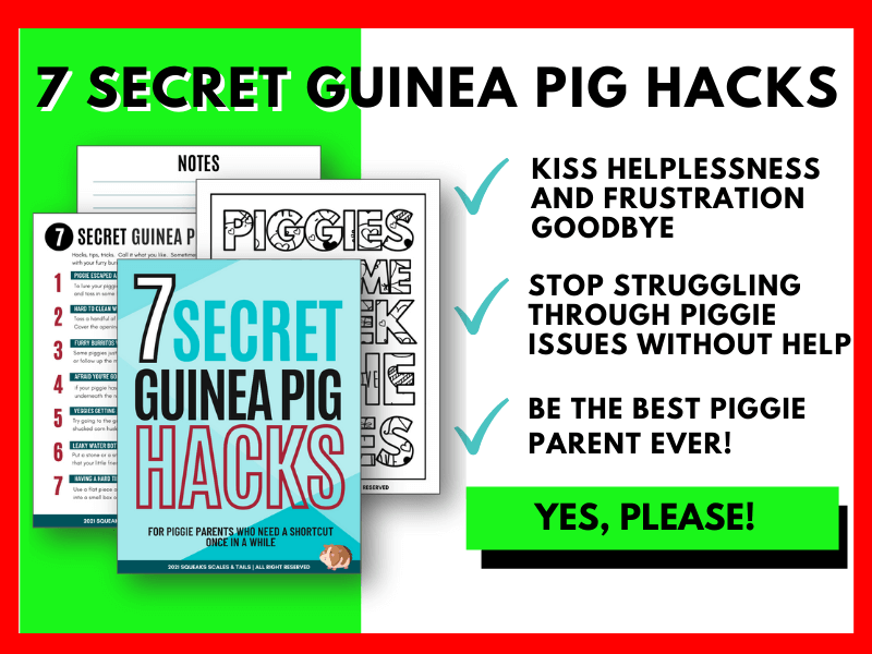 7 secret guinea pig hacks