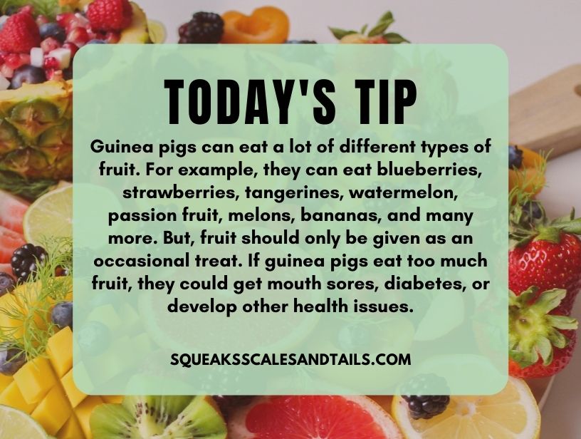 a quote with a background of fruit telling what fruits guinea pigs can eat - at least some of them