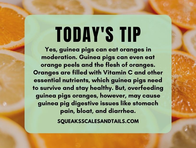 A quote about why guinea pigs can eat oranges