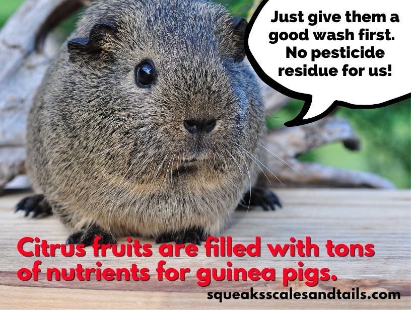 a gray guinea pig reminding people to wash the citrus fruits before giving them to their pets
