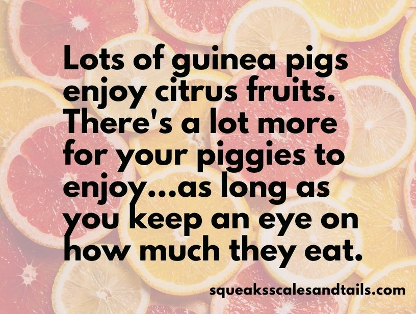 a quote that reminds pet parents that they can feed their guinea pigs satsumas and other citrus fruits in moderation
