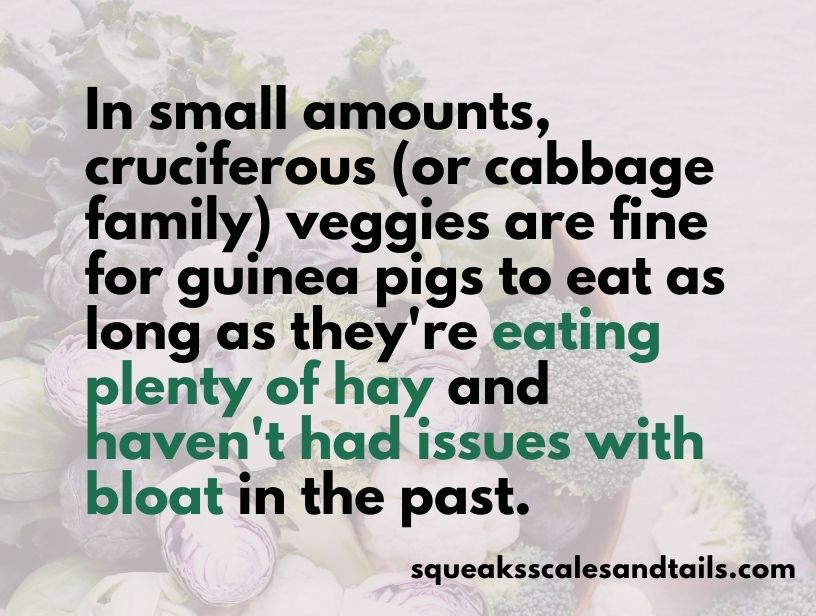 a quote that says that cruciferous veggies are fine to feed guinea pigs in moderation as long as they eat lots of hay