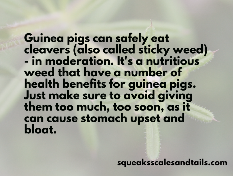 Can Guinea Pigs Eat Cleavers
